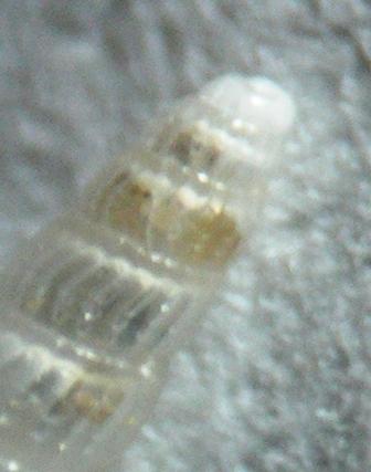 Chrysallida indistincta ?